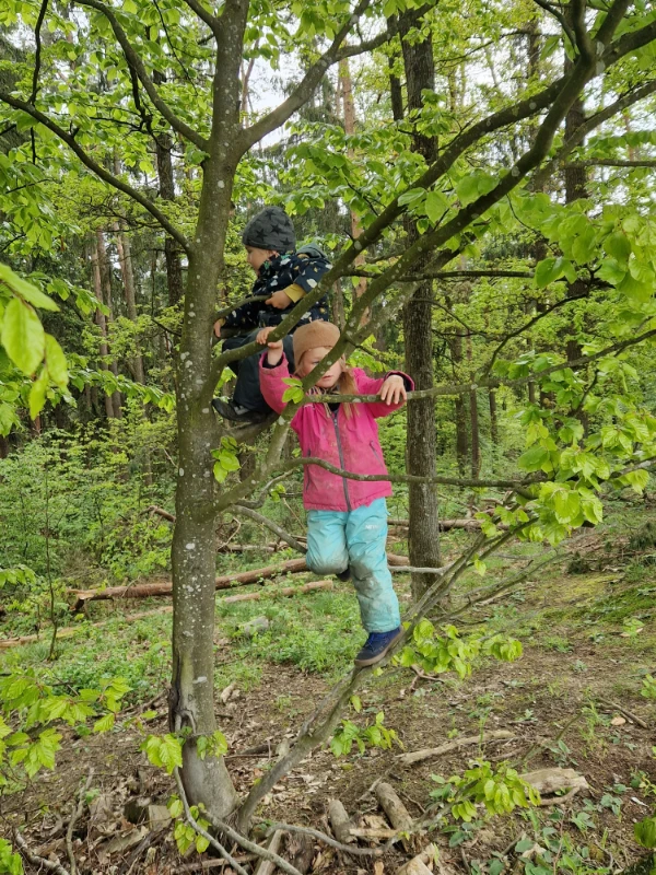 Kinder beim Baumklettern