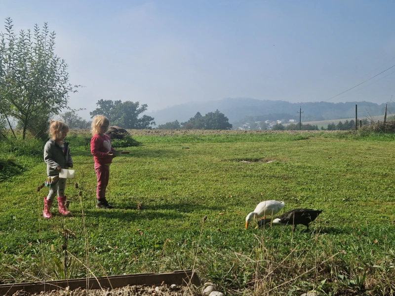 Kinder beim Gänsefüttern